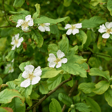 Néflier - Mespilus germanica