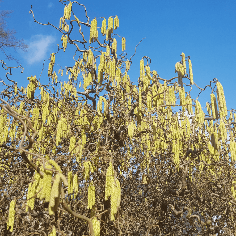 Noisetier commun - Corylus avellana - FLEURANDIE