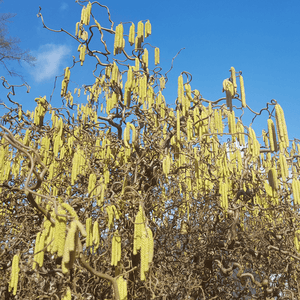Noisetier commun - Corylus avellana - FLEURANDIE