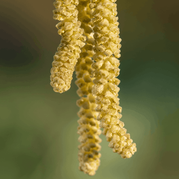 Noisetier commun - Corylus avellana
