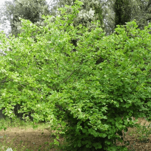 Noisetier 'Lombardii' - Corylus avellana 'Lombardii' - FLEURANDIE