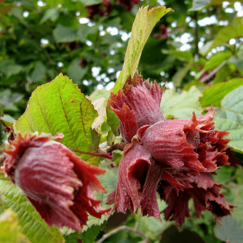Noisetier pourpre - Corylus maxima 'Purpurea' - FLEURANDIE