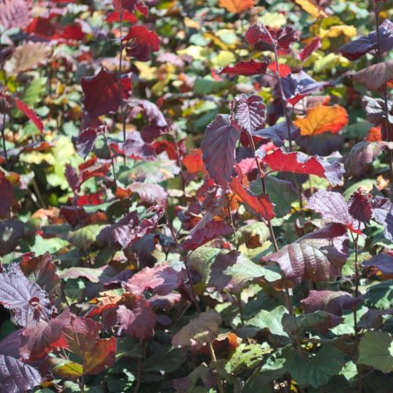 Noisetier pourpre - Corylus maxima 'Purpurea' - FLEURANDIE