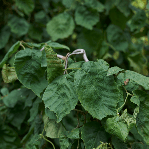 Noisetier tortueux 'Contorta' - Corylus avellana 'Contorta' - FLEURANDIE