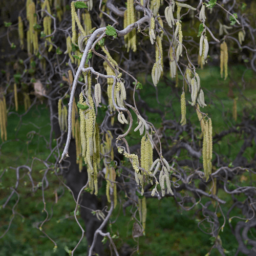 Noisetier tortueux 'Contorta' - Corylus avellana 'Contorta' - FLEURANDIE