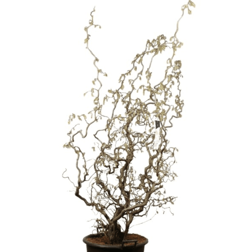 Noisetier tortueux 'Contorta' - Corylus avellana 'Contorta' - FLEURANDIE