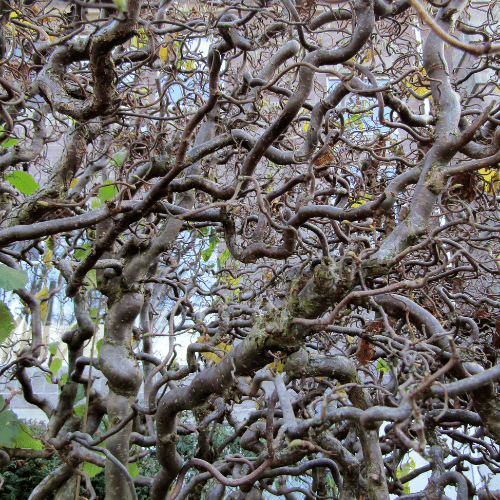 Noisetier tortueux 'Contorta' - Corylus avellana 'Contorta' - FLEURANDIE