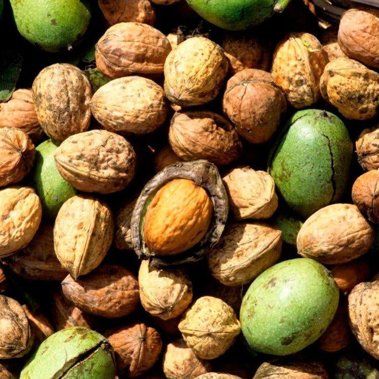 Noyer 'Franquette' - Juglans regia 'Franquette' - FLEURANDIE
