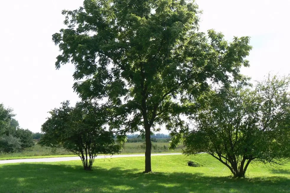 Noyer 'Franquette' - Juglans regia 'Franquette' - FLEURANDIE