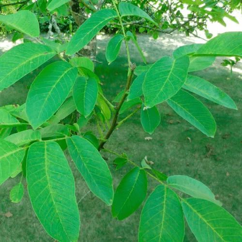 Noyer 'Franquette' - Juglans regia 'Franquette' - FLEURANDIE