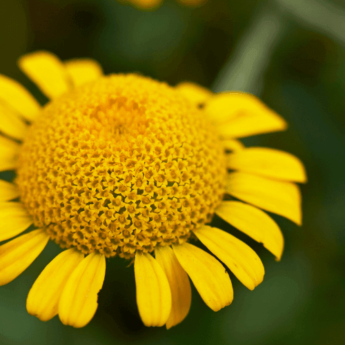 Œil de Bœuf, Camomille des teinturiers 'Kelwayi' - Anthemis tinctoria 'Kelwayi' - FLEURANDIE