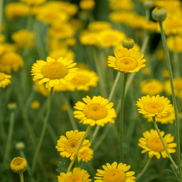 Œil de Bœuf, Camomille des teinturiers 'Kelwayi' - Anthemis tinctoria 'Kelwayi'