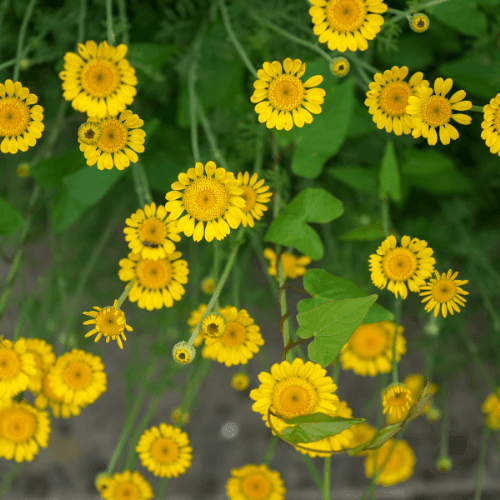 Œil de Bœuf, Camomille des teinturiers 'Kelwayi' - Anthemis tinctoria 'Kelwayi' - FLEURANDIE