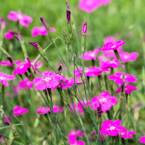 Œillet à delta, œillet couché 'Brilliant' - Dianthus deltoides 'Brilliant' - FLEURANDIE