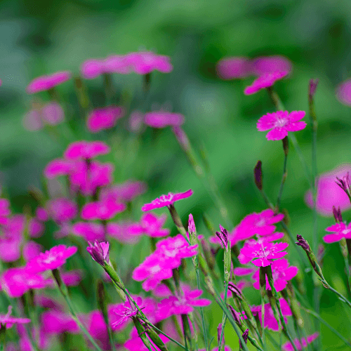 Œillet à delta, œillet couché 'Brilliant' - Dianthus deltoides 'Brilliant' - FLEURANDIE