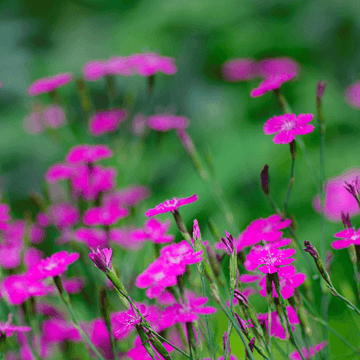 Œillet à delta, œillet couché 'Brillant' - Dianthus deltoides 'Brillant'