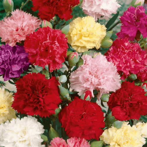 Oeillet des fleuristes - Dianthus caryophyllus - FLEURANDIE