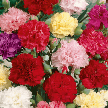 Oeillet des fleuristes - Dianthus caryophyllus