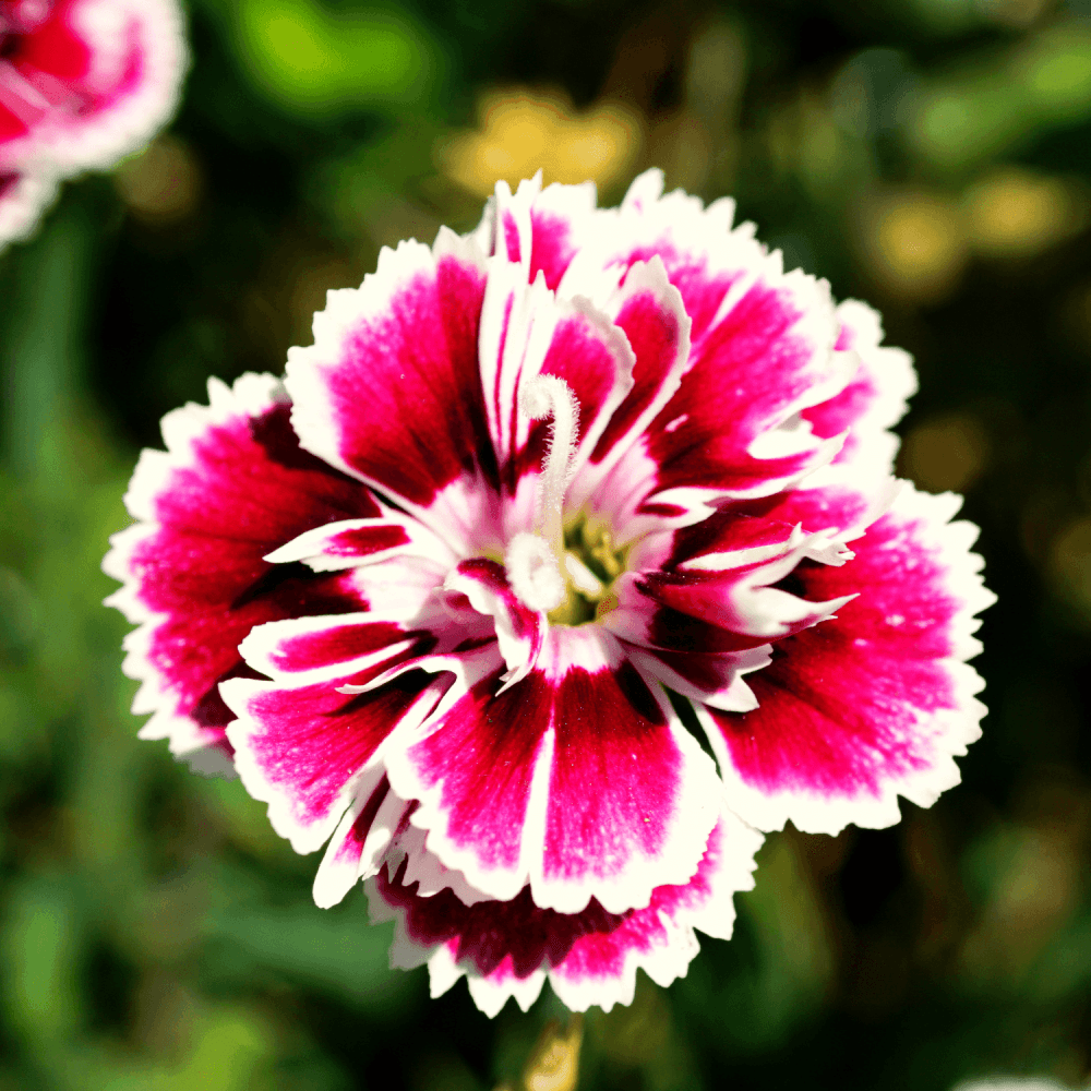 Oeillet - Dianthus caryophyllus - FLEURANDIE