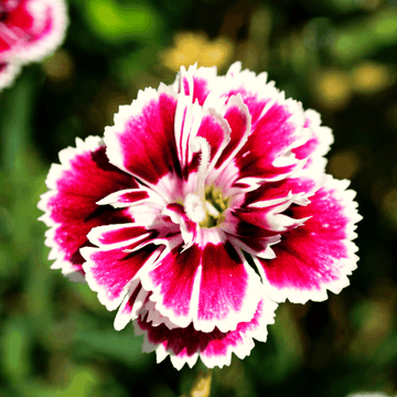 Oeillet - Dianthus caryophyllus