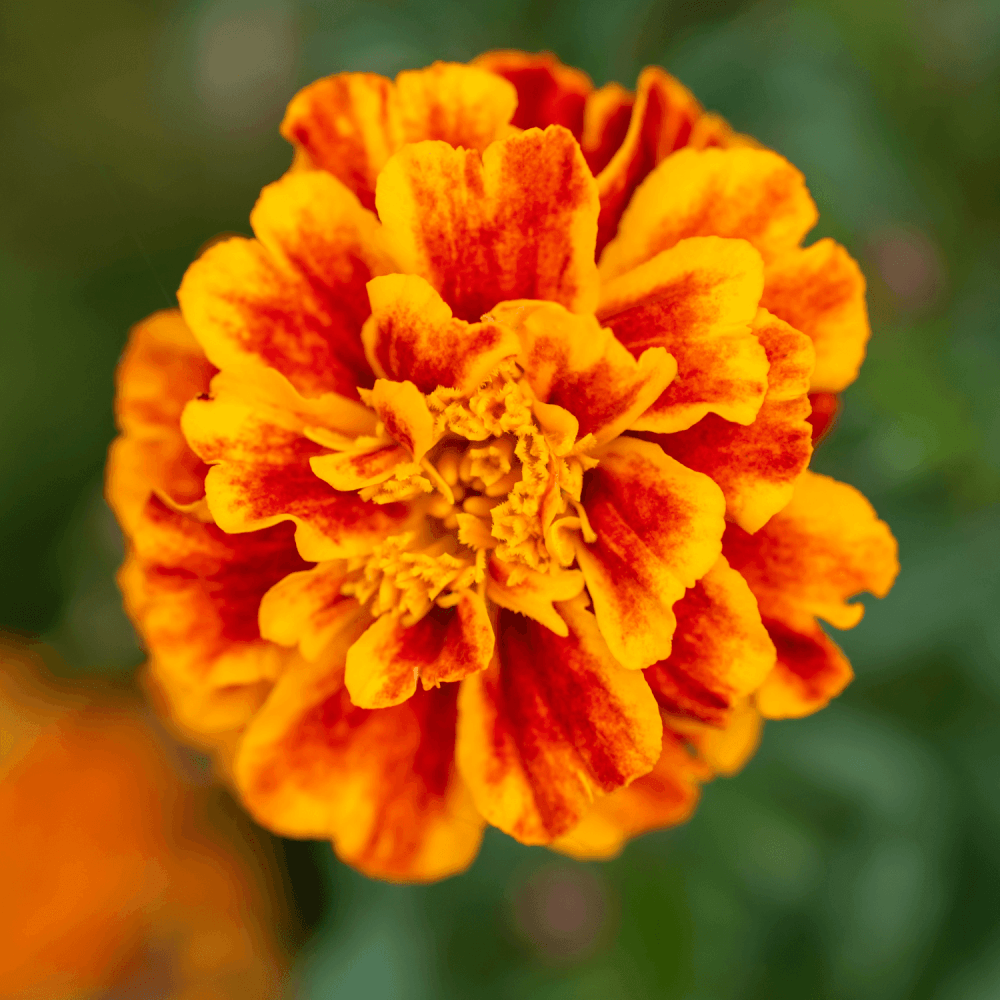 Oeillet D'inde - Tagetes patula - FLEURANDIE