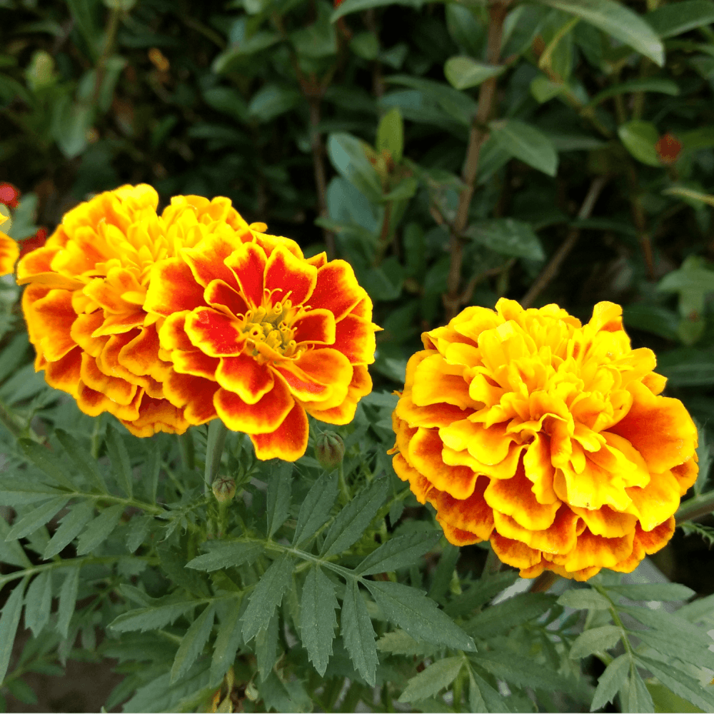 Oeillet D inde Tagetes Patula oeillet-d-inde-tagetes-patula