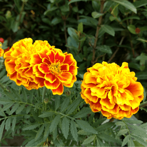 Oeillet D'inde - Tagetes patula - FLEURANDIE