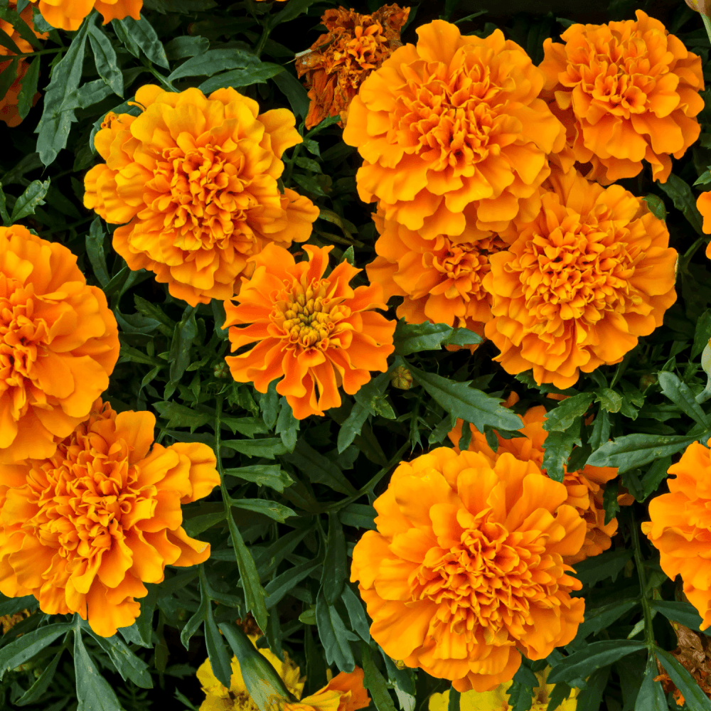 Oeillet D'inde - Tagetes patula - FLEURANDIE