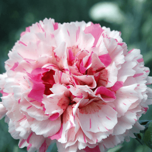 Oeillet mignardise 'Bailey's celebration' - Dianthus plumarius 'Bailey's celebration' - FLEURANDIE