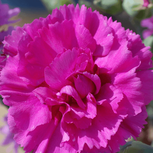 Oeillet mignardise 'Devon wizard' - Dianthus plumarius 'Devon wizard' - FLEURANDIE