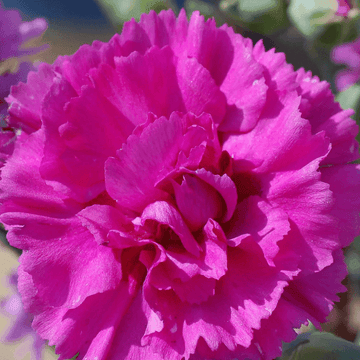 Oeillet mignardise 'Devon wizard' - Dianthus plumarius 'Devon wizard'