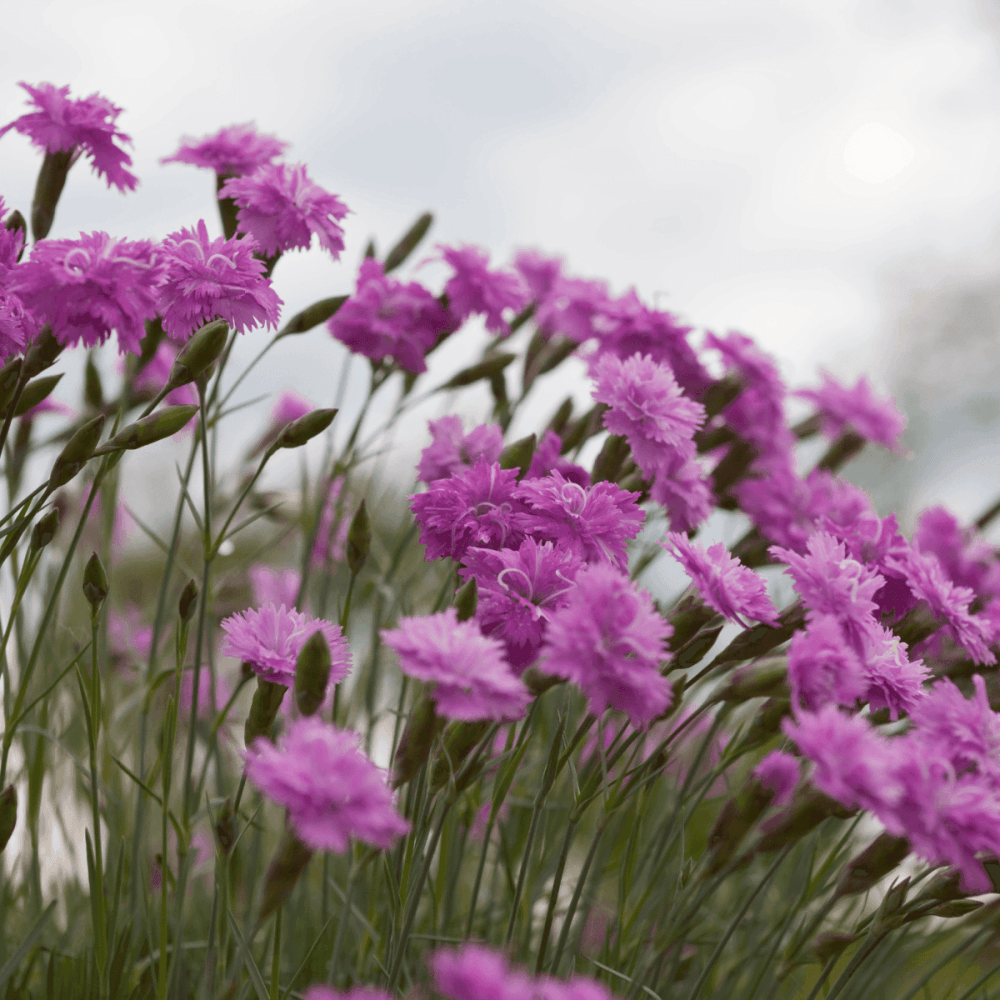 Oeillet mignardise 'Devon wizard' - Dianthus plumarius 'Devon wizard' - FLEURANDIE