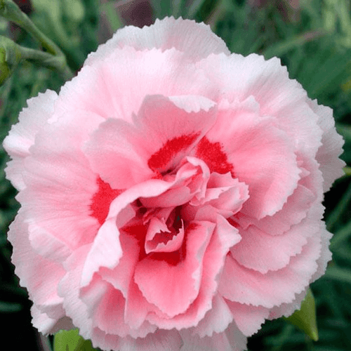 Œillet mignardise 'Doris' - Dianthus plumarius 'Doris' - FLEURANDIE