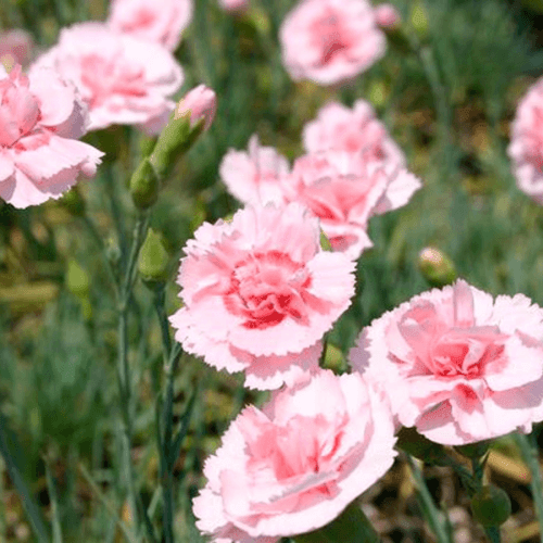 Œillet mignardise 'Doris' - Dianthus plumarius 'Doris' - FLEURANDIE