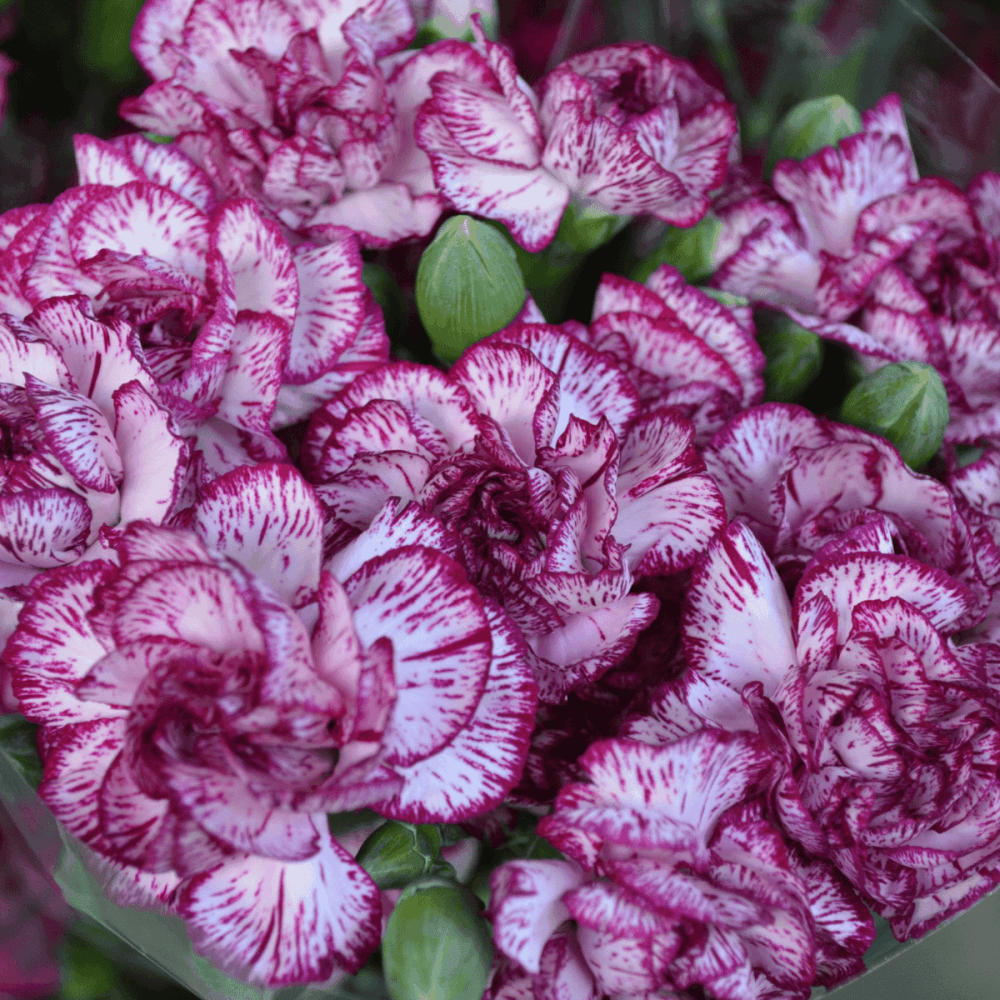 Oeillet mignardise 'Moulin rouge' - Dianthus plumarius 'Moulin rouge' - FLEURANDIE