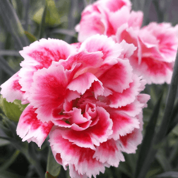 Oeillet mignardise 'Scent First Coral Reef' - Dianthus plumarius 'Scent first coral reef'