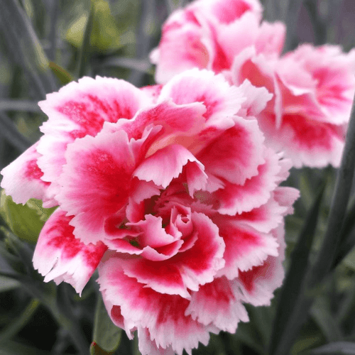 Oeillet mignardise 'Scent First Coral Reef' - Dianthus plumarius 'Scent first coral reef' - FLEURANDIE