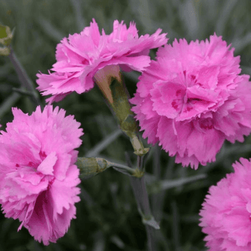 Oeillet nain 'Whatfield can-can' - Dianthus plumarius 'Whatfield can-can'