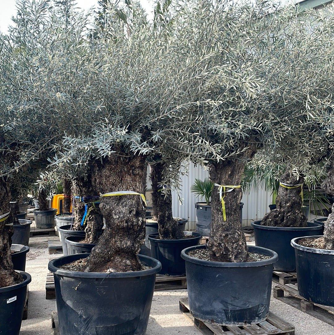 Olea europaea Bonsai - 100/120 - 230/285L - FLEURANDIE