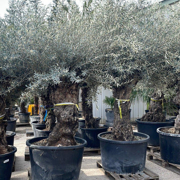 Olivier D'Europe - Olea Europaea Bonsai - 100/120 - 230/285L