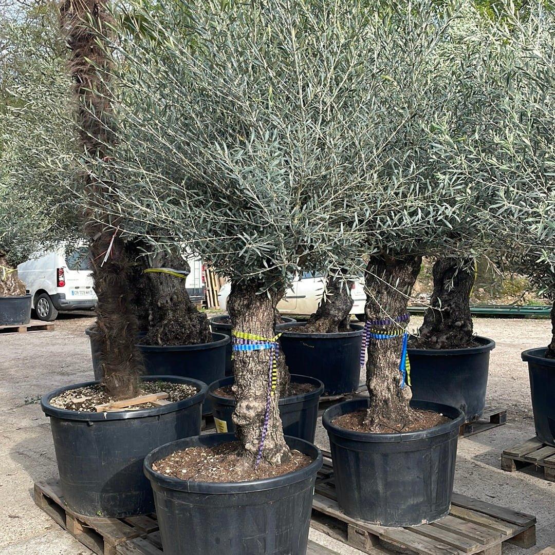 Olea europaea Bonsai - 60/80 - 160/230L - FLEURANDIE