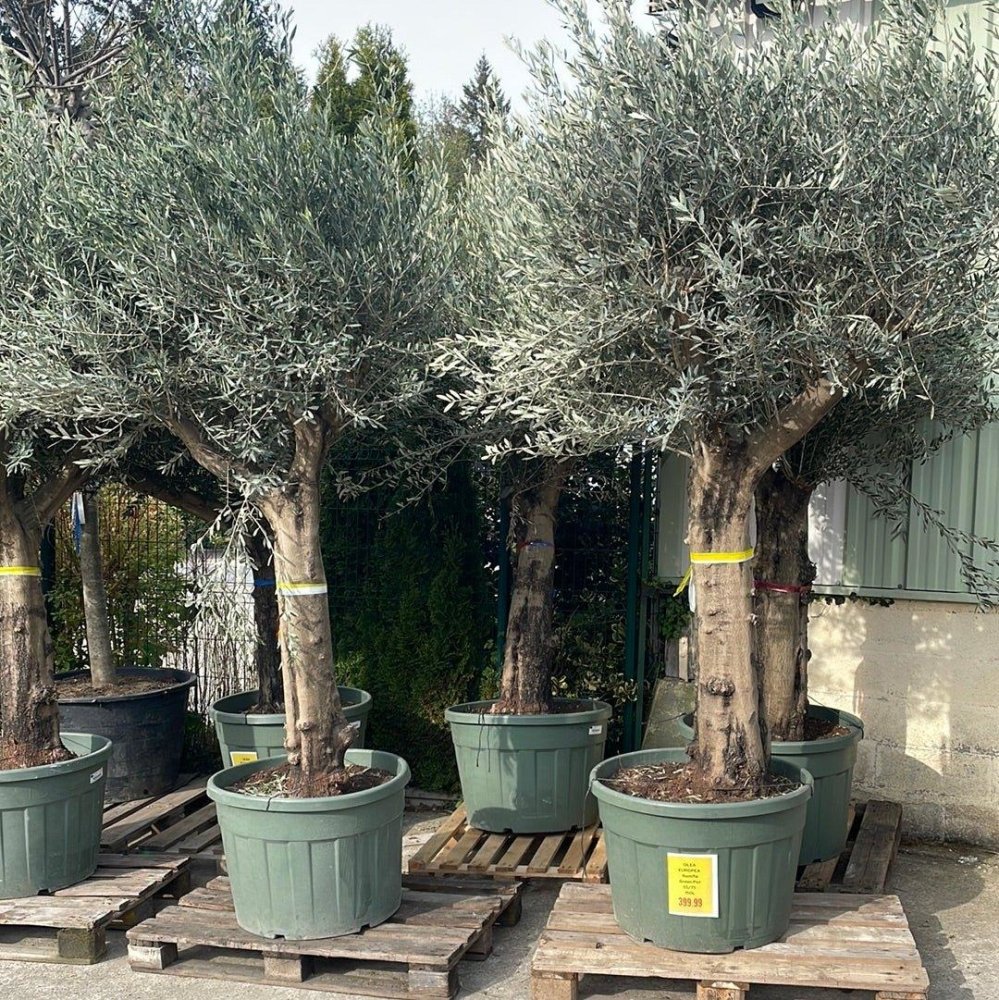 Olea europaea Ramificado Green Pot - 55/75 - 150L - FLEURANDIE