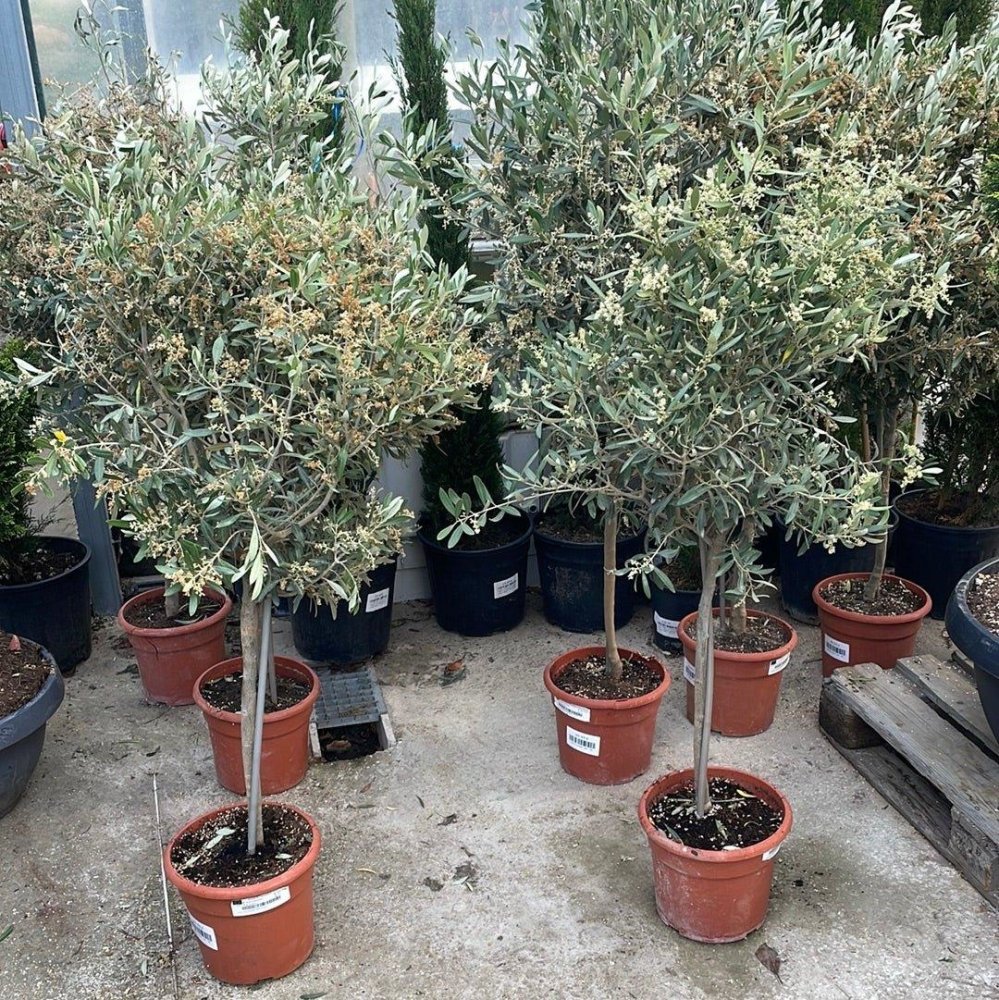 Olea Europea Tige - 10L - FLEURANDIE