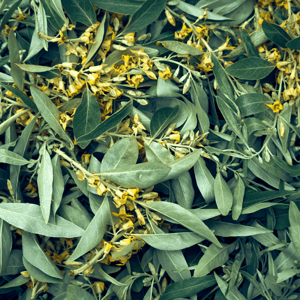 Olivier de Boheme - Elaeagnus angustifolia - FLEURANDIE