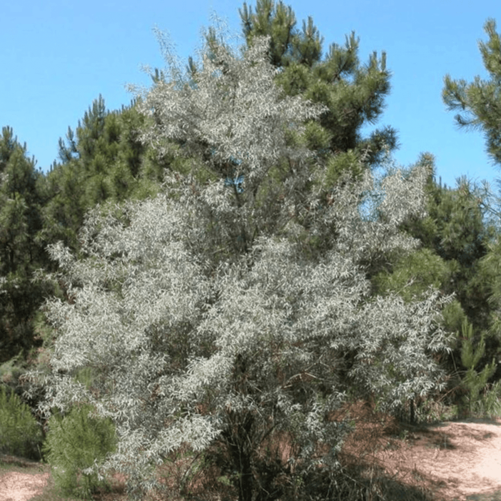 Olivier de Boheme - Elaeagnus angustifolia - FLEURANDIE