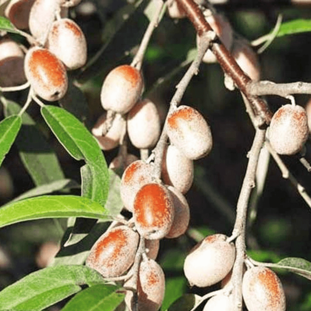 Olivier de Boheme - Elaeagnus angustifolia - FLEURANDIE