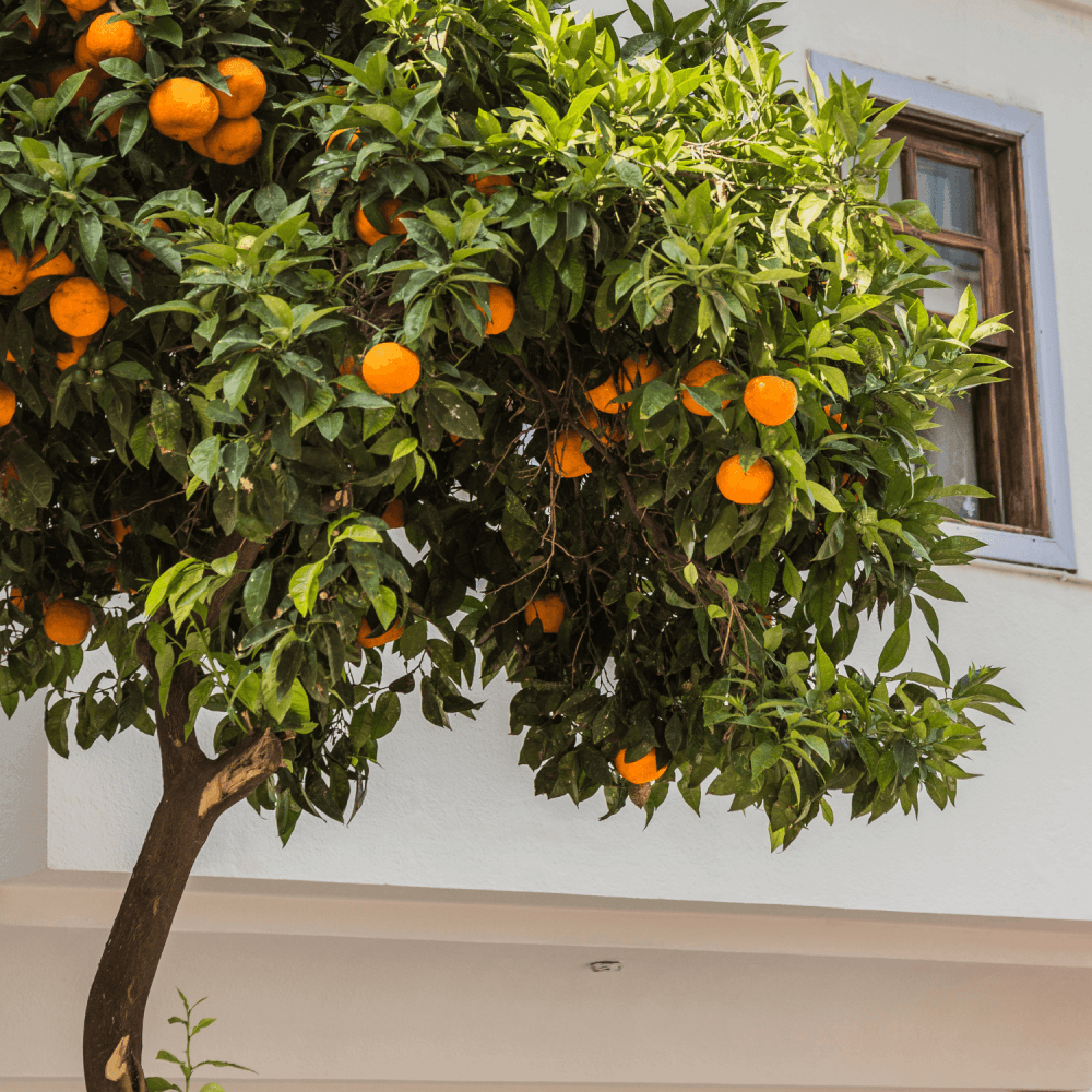 Oranger - Citrus sinensis - FLEURANDIE