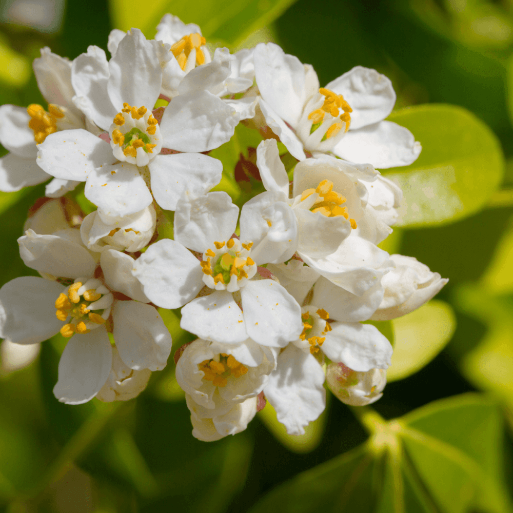 Oranger du Mexique 'Goldfinger' - Choisya 'Goldfinger' - FLEURANDIE