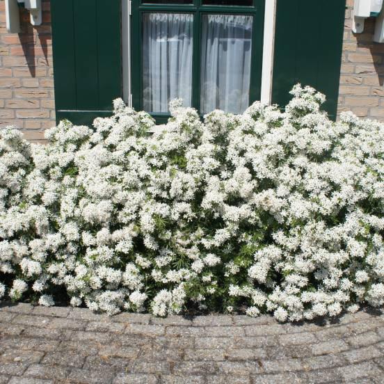 Oranger du Mexique nain 'White Dazzler' - Choisya 'White Dazzler' - FLEURANDIE