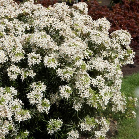 Oranger du Mexique nain 'White Dazzler' - Choisya 'White Dazzler' - FLEURANDIE